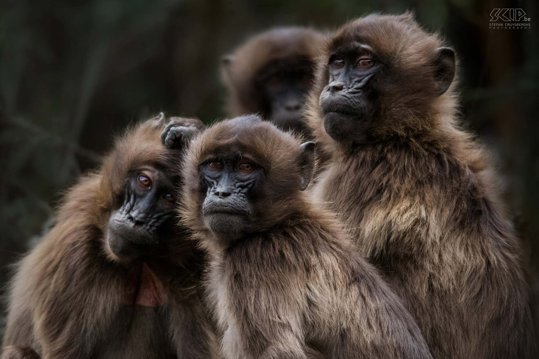 Debre Libanos - Jonge gelada's De gelada (Gelada / Theropithecus gelada) is een bavianensoort die enkel voorkomt in het hooggebergte van noordelijk Ethiopië. Ze voeden zich vooral met gras dat ze met hun handen afplukken. Gelada's leven in grote groepen.  Stefan Cruysberghs